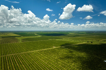 Orange grove in Florida rural farmlands with rows of citrus trees growing on a sunny day