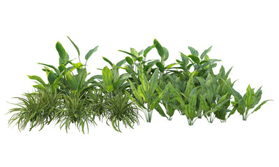 green grass isolated on white background