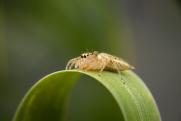 spider on a leaf