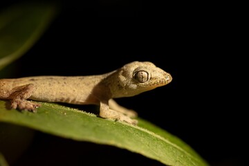 Gecko on a branch