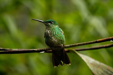 hummingbird on a branch