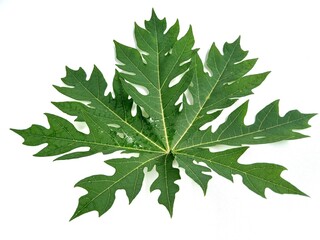 papaya leaf isolated on white background
