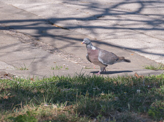 Wood Pigeon Walking in Park Sunlight Columba palumbus