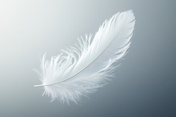 Obraz premium White feather floats, soft background, serenity, design