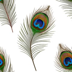 Obraz premium Vibrant Peacock Feathers Isolated on White