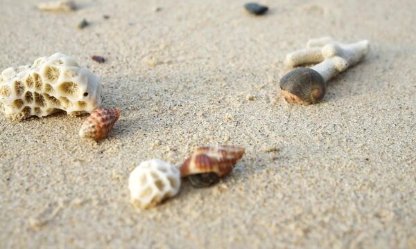 three snail shells on the beach