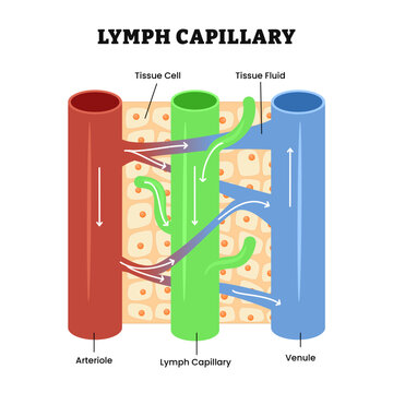 Lymph capillary structure anatomy in human tissue, contain blood vessel Venule and Arteriole. Lymphatic system, tissue cell and tissue fluid for waste products, bacteria. Biology education.