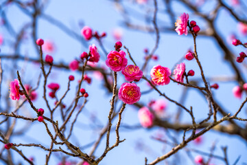 南立石公園の梅