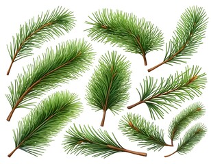 Obraz premium Collection of Realistic Pine Branches