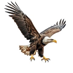 Fototapeta premium Majestic Bald Eagle in Flight