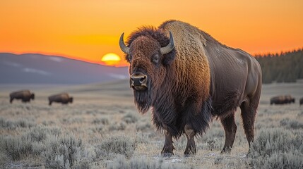 Majestic Bison at Sunset  American Plains  Wildlife Photography