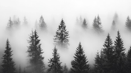 Misty Forest Tops; Trees in a Foggy Mountain Landscape; Nature Photography; Background use