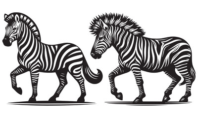 zebra isolated on white background