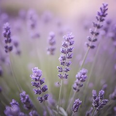 Naklejka premium Lavender Field in Soft Focus