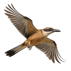 Obraz premium Brown Shrike in Flight