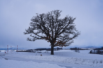 Obraz premium Hokkaido, Japan - February 7, 2025: Seven Stars Tree in Biei, Hokkaido, Japan in winter