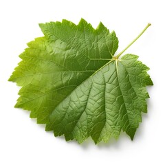 Fototapeta premium Single Green Grape Leaf Isolated on White