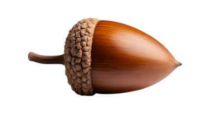 A close-up view of an acorn showcasing its smooth surface and textured cap.