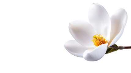 Obraz premium A stunning white magnolia flower in full bloom showcasing its delicate petals.