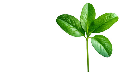 Obraz premium Vibrant green plant with glossy leaves, symbolizing growth and vitality in nature.