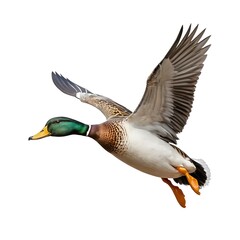 Obraz premium Mallard Duck in Flight, Isolated on White