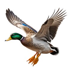 Mallard Duck in Flight