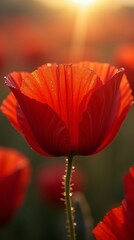 Fototapeta premium A close-up of a poppy with bright red petals illuminated by soft morning light