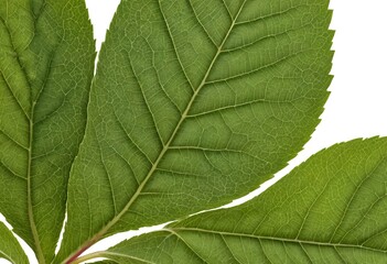 Obraz premium Close-up of Green Leaf Veins