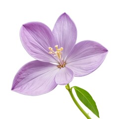 Obraz premium Lilac Flower Close-up