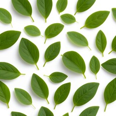 Fototapeta premium Green Leaves Pattern on White Background