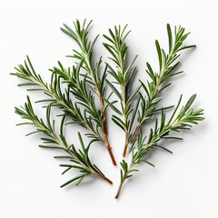 Fototapeta premium Fresh Rosemary Sprigs on White Background