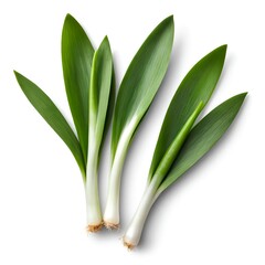 Obraz premium Fresh Green Onions, Spring Onions, Scallions Isolated on White