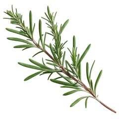 Fototapeta premium Fresh Rosemary Sprig Isolated on White