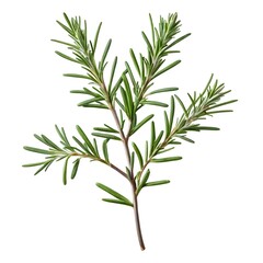 Fototapeta premium Here's a and keywords for your rosemary sprig stock photoFresh Rosemary Sprig Isolated on White