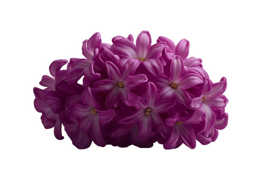 Close-up vibrant pink hyacinth cluster, studio shot