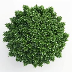 Naklejka premium Aerial View of Lush Green Plant