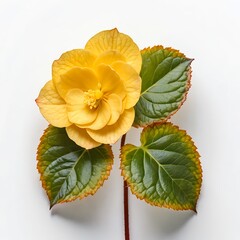 Single Yellow Begonia Flower with Green Leaves
