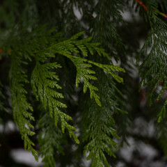 branches of a pine