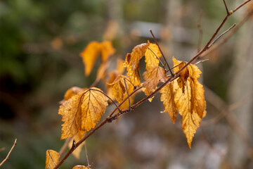 yellow autumn leaves