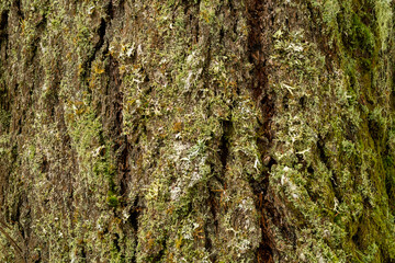 tree bark texture