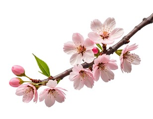 Naklejka premium Pink Cherry Blossom Branch
