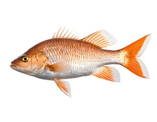 Red Mullet Fish Isolated on White Background
