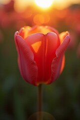 Close-up of a tulip with translucent petals illuminated by the warm rays of the setting sun