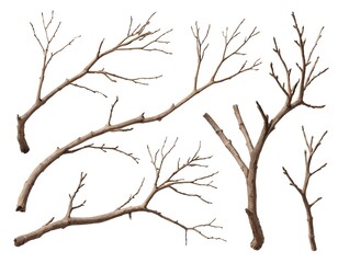 Obraz premium Collection of Dry Branches Isolated on White Background