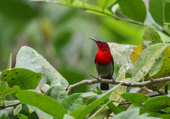 closeup photo of a male crimson sunbird.crimson sunbird is a species of bird in the sunbird family which feed largely on nectar.