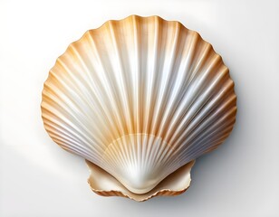 Single Scallop Shell on White Background