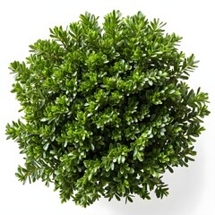 Obraz premium Lush Green Plant Top View