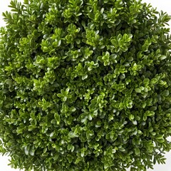 Lush Green Foliage Texture