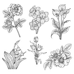 Floral Line Art Vector Set – 6 Hand-Drawn Flowers