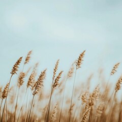 Fototapeta premium Tall grass swaying gently in the breeze under a bright sky